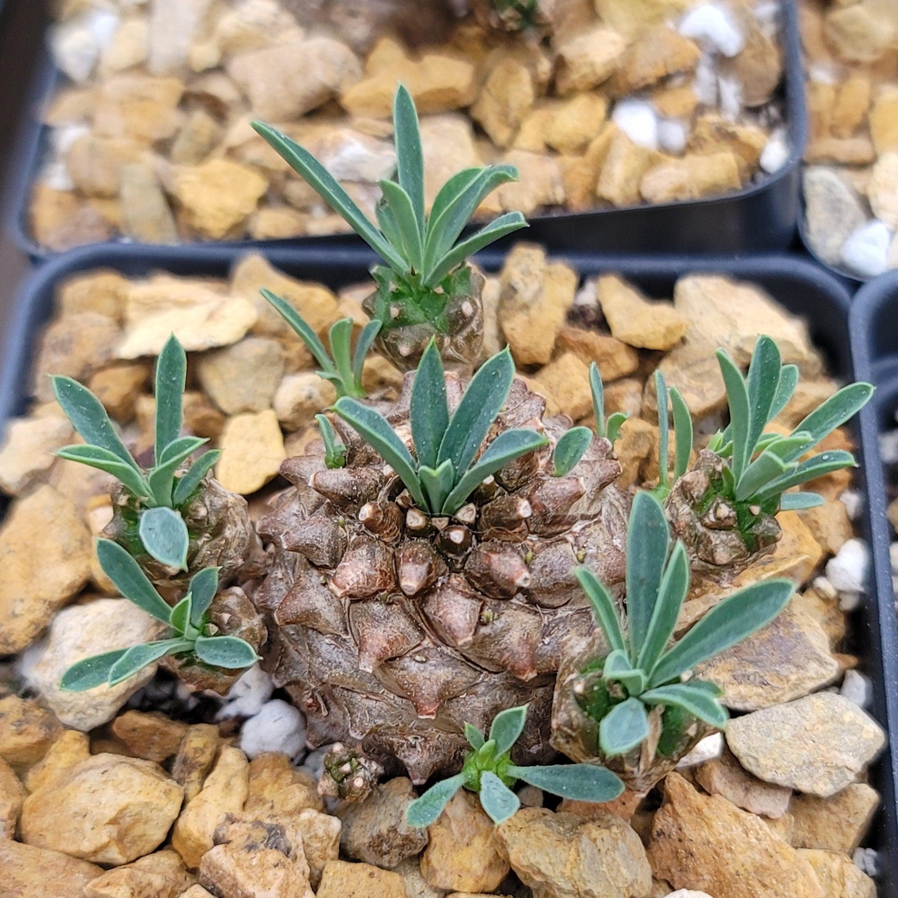 pineapple succulent plant Euphorbia japonica – Planet Desert