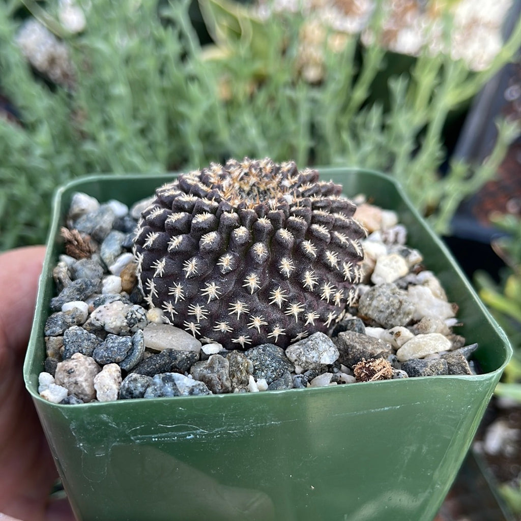 Neochilenia Eriosyce odieri