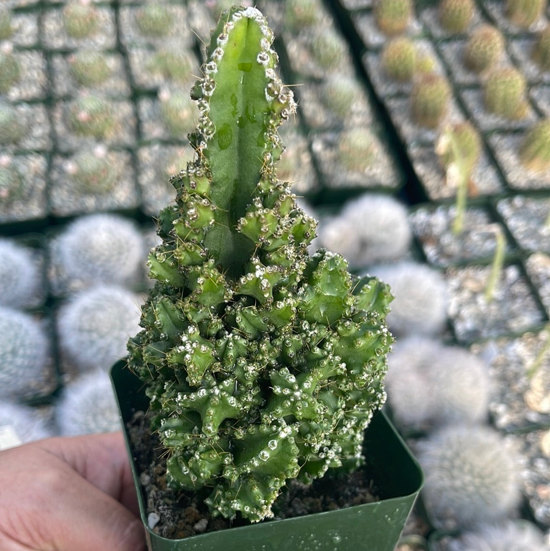 fairy castle succulent Fairy Castle Cactus