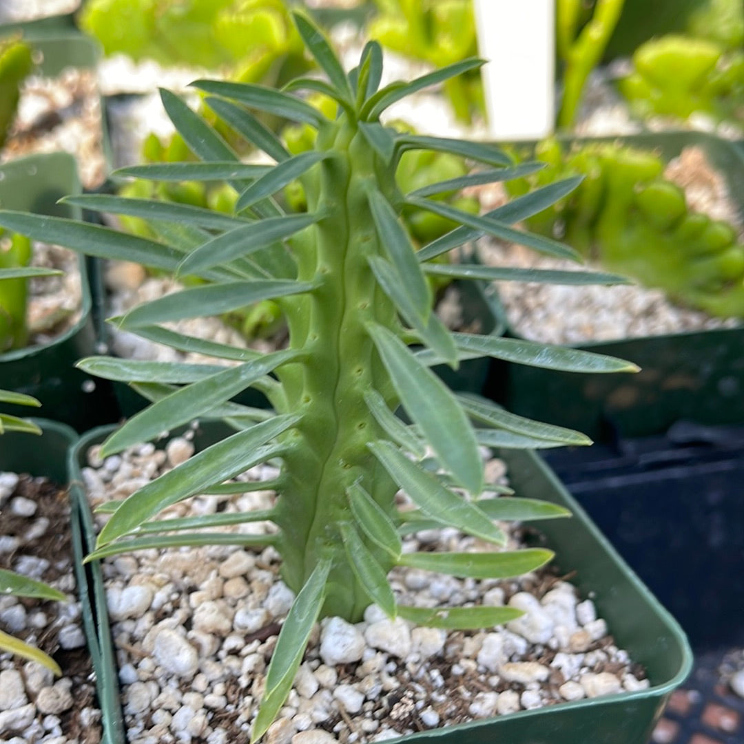 spiky tall succulent Euphorbia loricata 6" Pot