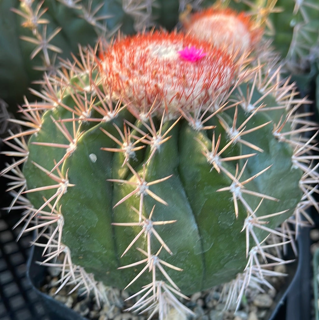 Melocactus violaceus with cephalium