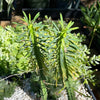 Euphorbia loricata