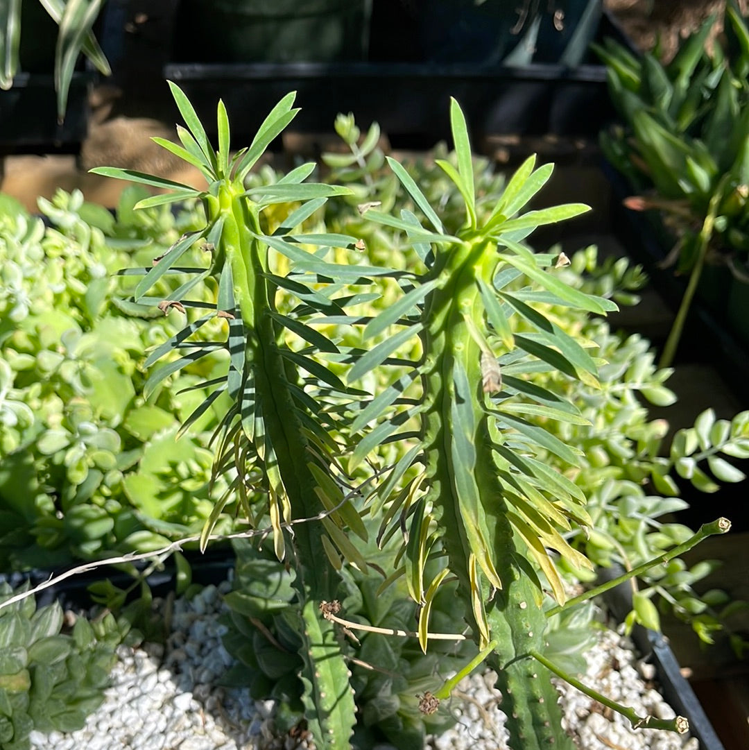 african palm tree succulent Euphorbia loricata 6" Pot