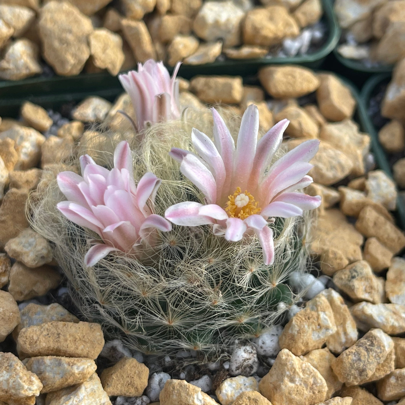 Mammillaria aureilanata