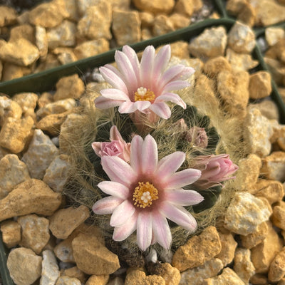 Mammillaria aureilanata