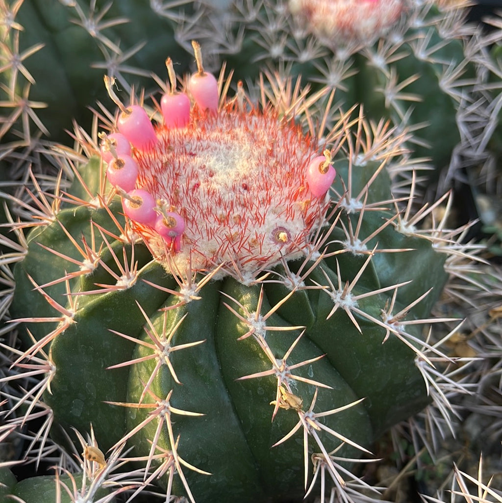 Melocactus violaceus with cephalium