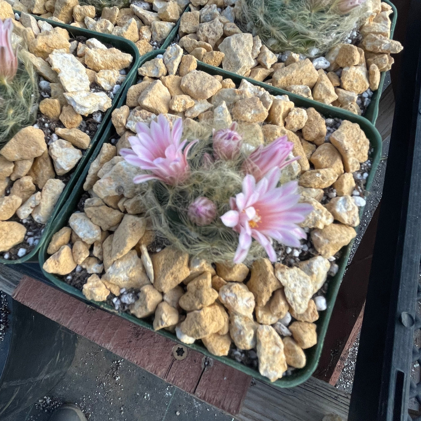 Mammillaria aureilanata