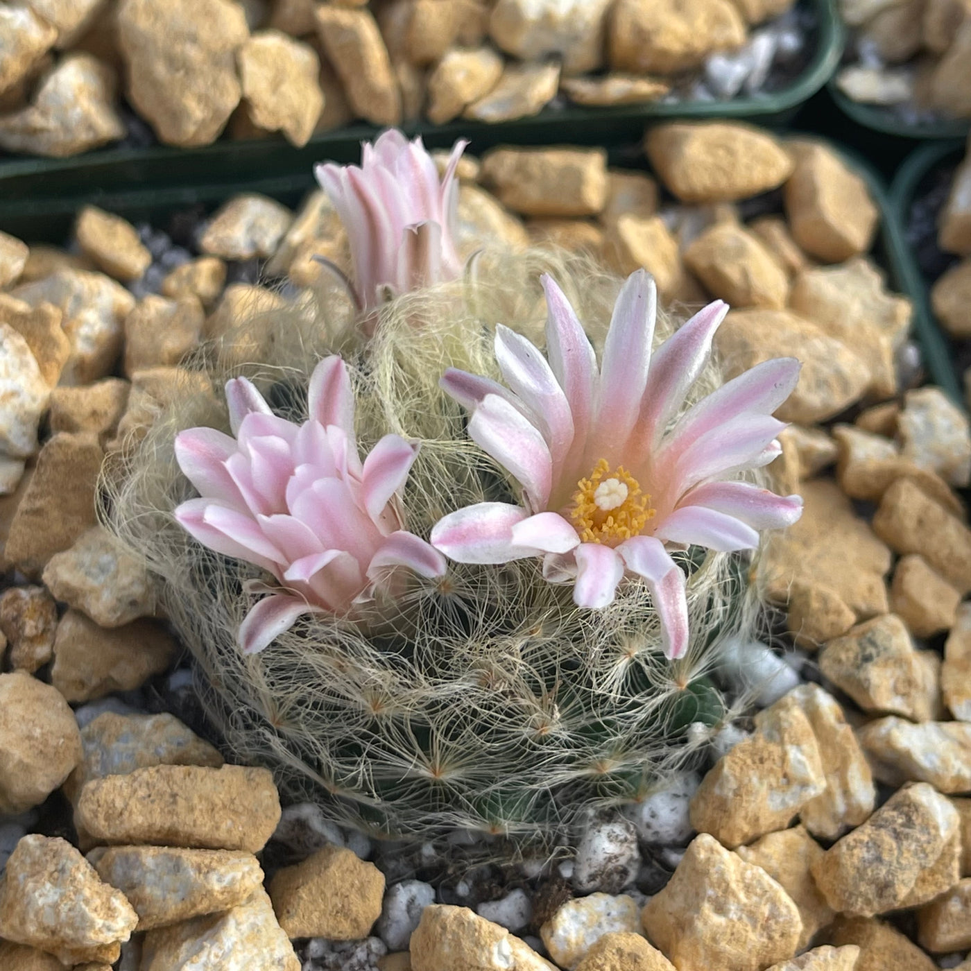 Mammillaria aureilanata