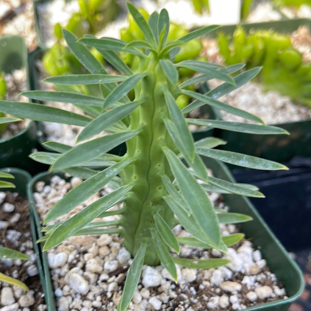tall succulent with thin leaves Euphorbia loricata 6" Pot