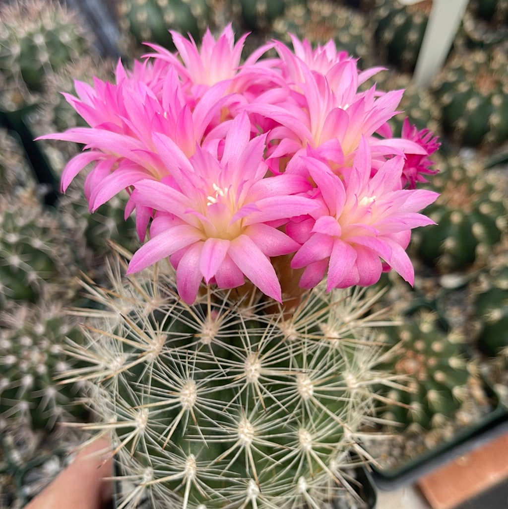 Neoporteria coimasensis