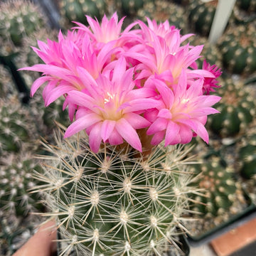 Neoporteria coimasensis – Planet Desert