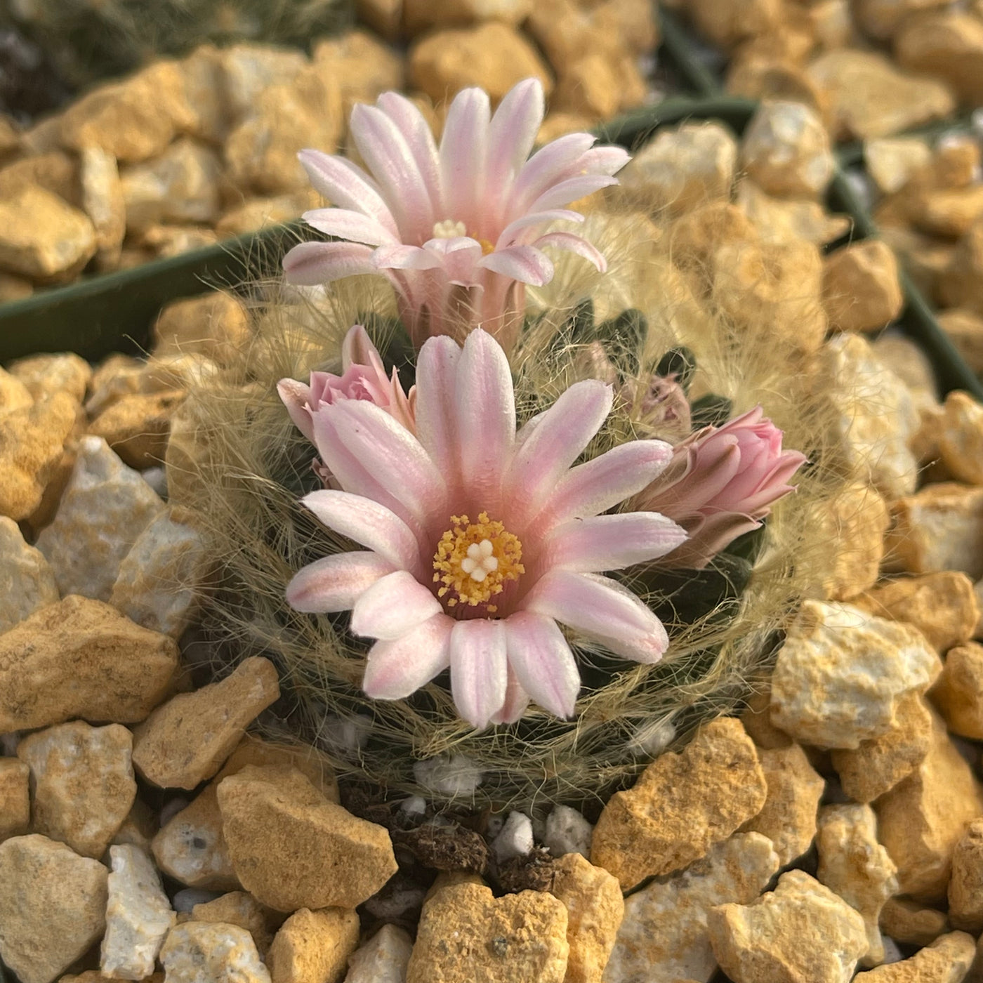 Mammillaria aureilanata