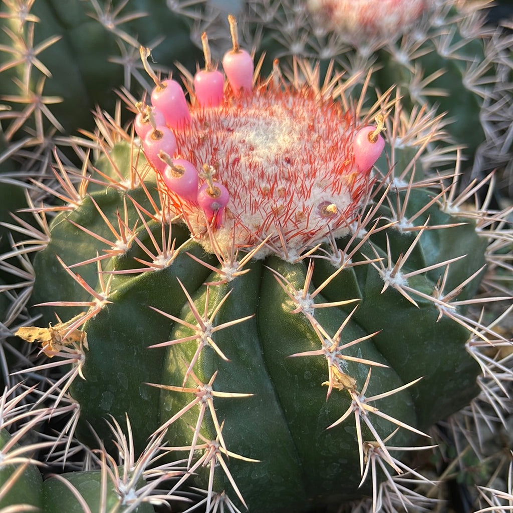 Melocactus violaceus with cephalium