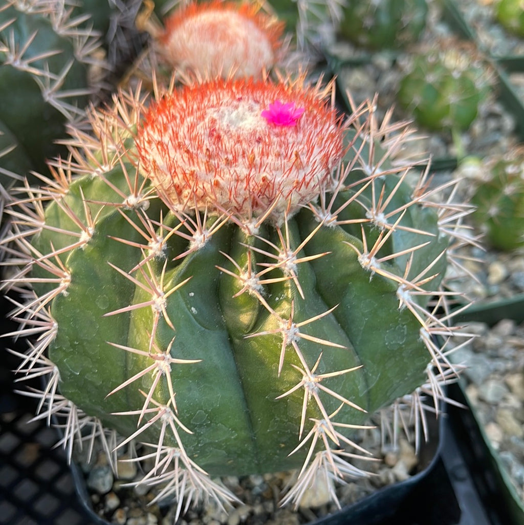 Melocactus violaceus with cephalium