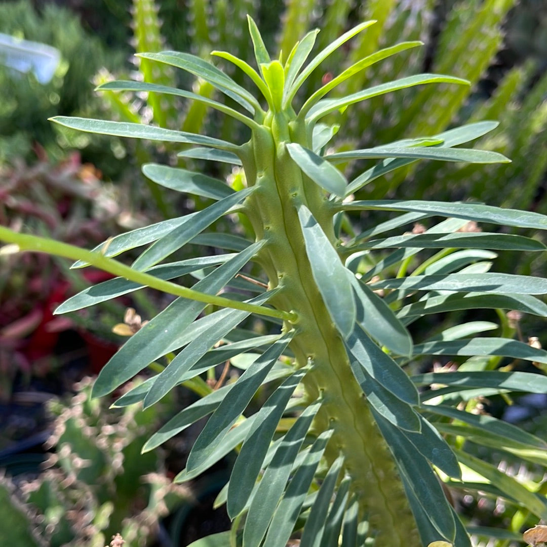 tall succulent with leaves Euphorbia loricata 6" Pot