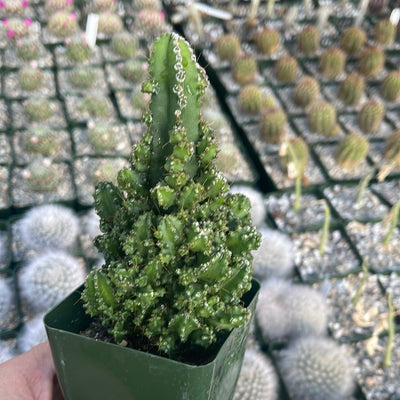 Fairy Castle Cactus - Acanthocereus Tetragonus Monstrose