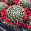 Mammillaria Tezontle