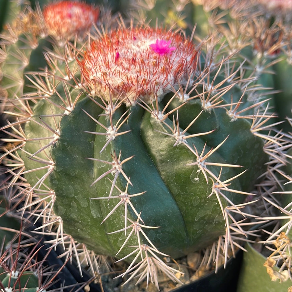 Melocactus violaceus with cephalium