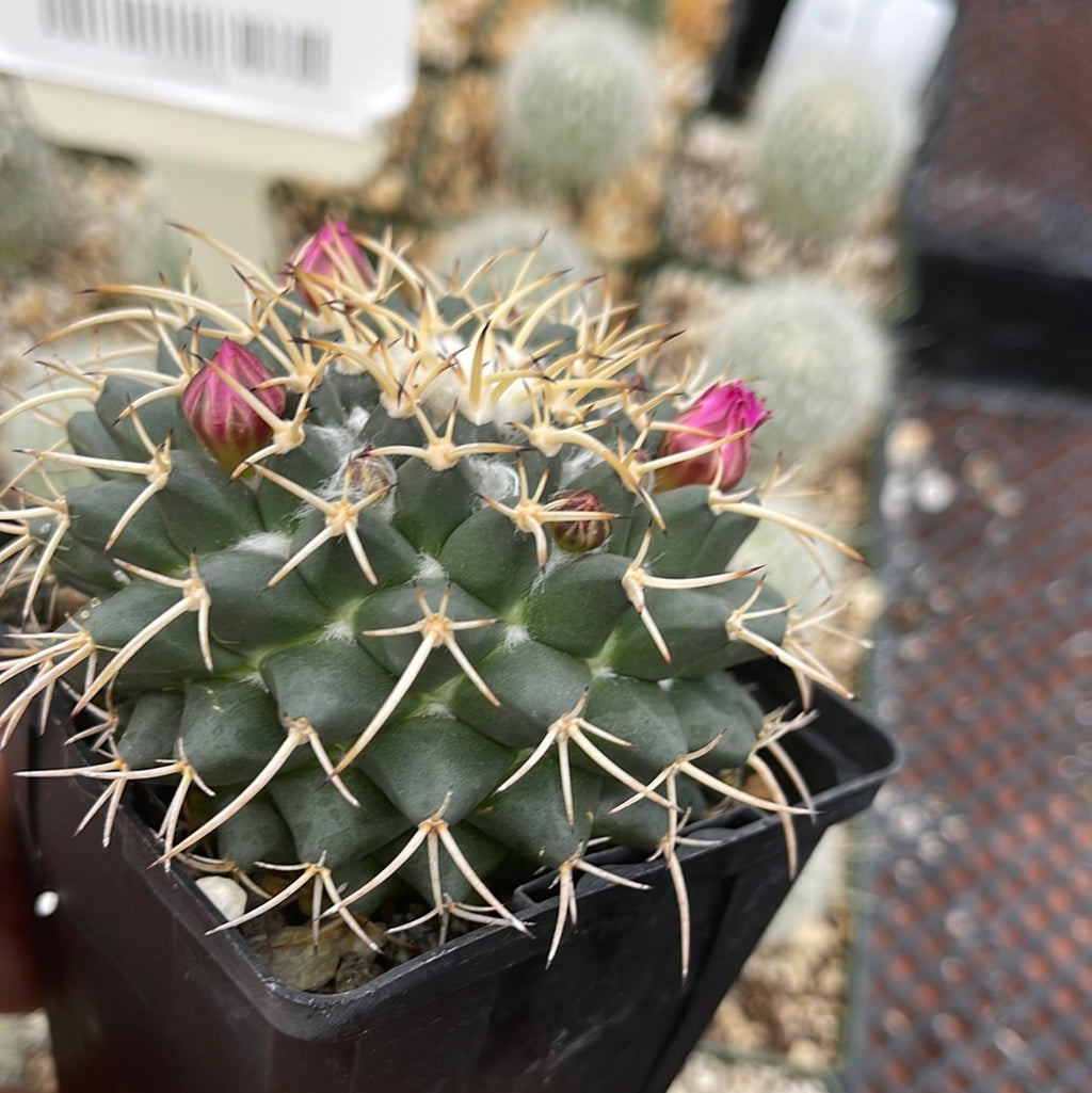 Mammillaria krameria