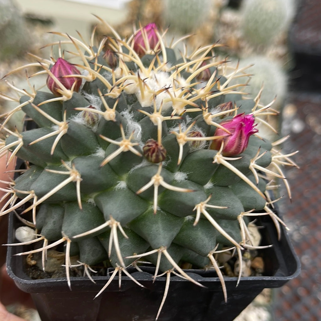 Mammillaria krameria