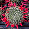 Mammillaria Tezontle