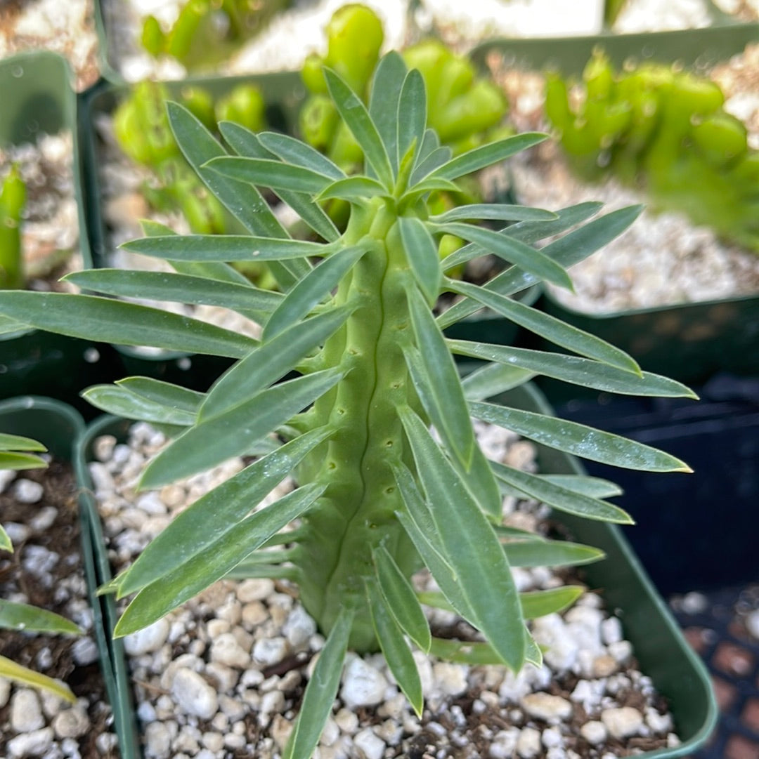 tall succulent with long leaves Euphorbia loricata 6" Pot