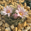 Mammillaria aureilanata