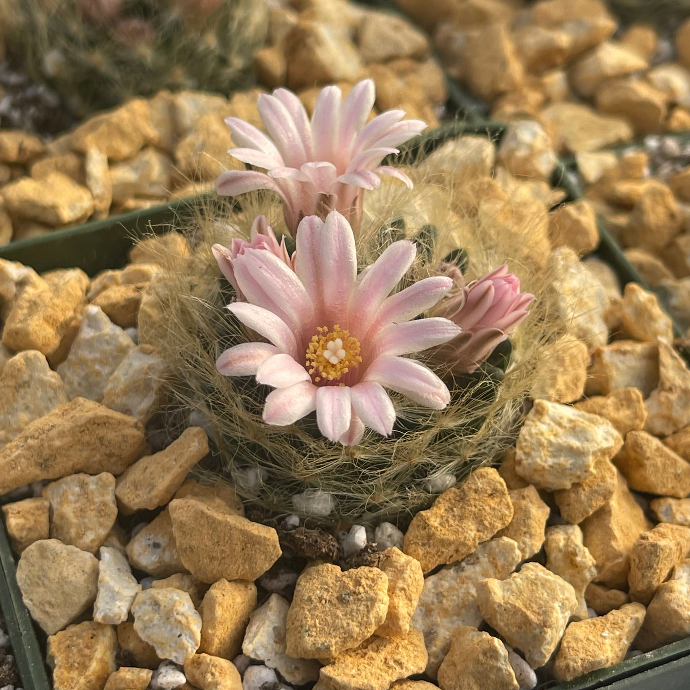 Mammillaria aureilanata