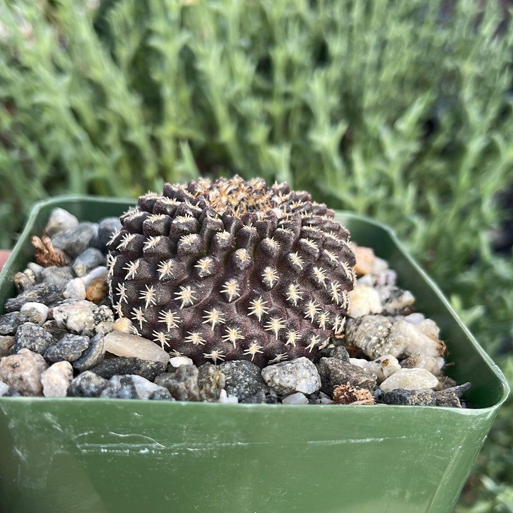 Neochilenia Eriosyce odieri