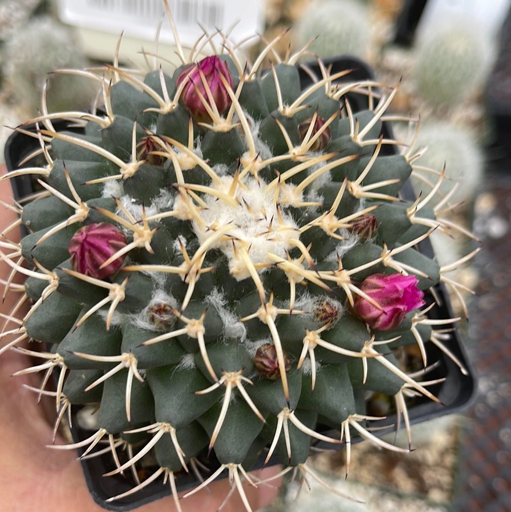 Mammillaria krameria