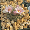 Mammillaria aureilanata
