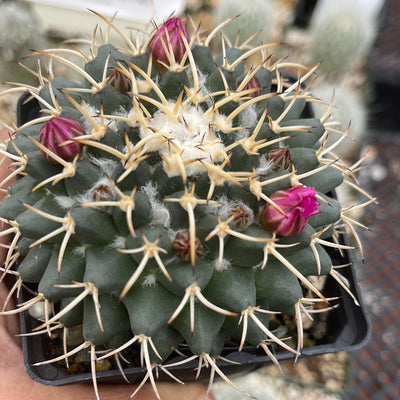 Mammillaria krameria