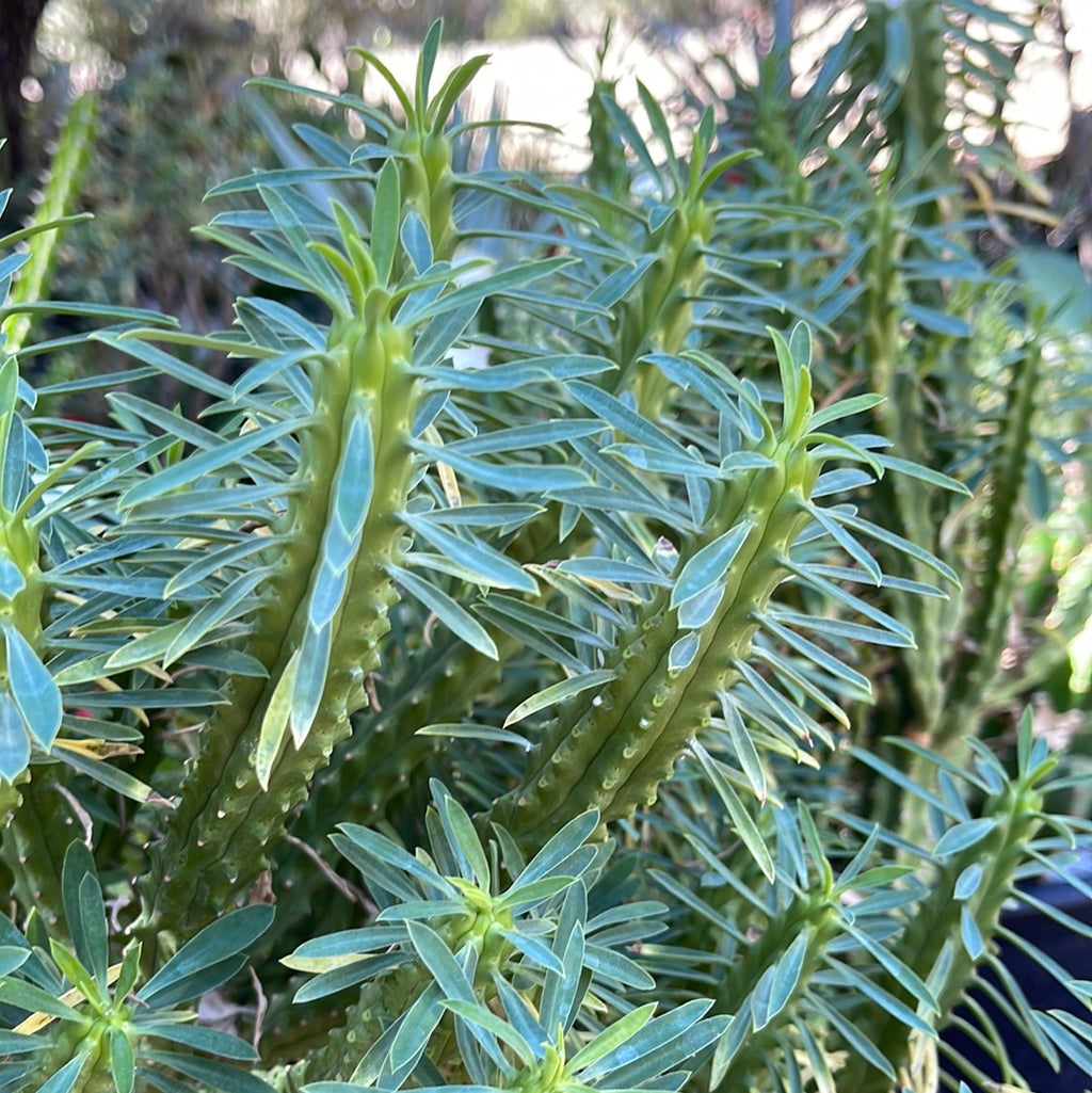 Euphorbia loricata