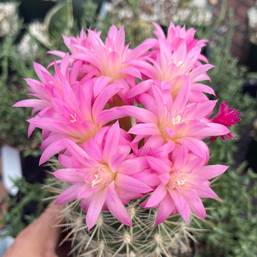 Neoporteria coimasensis