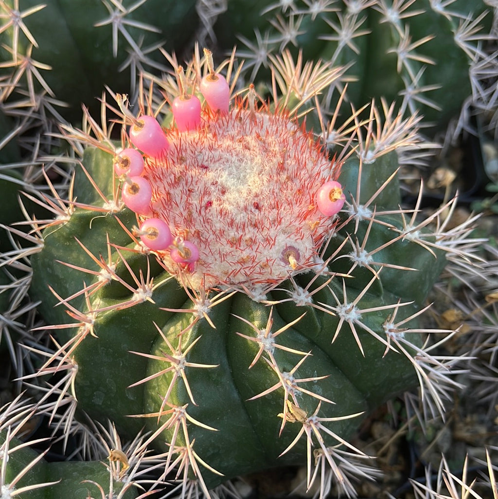Melocactus violaceus with cephalium