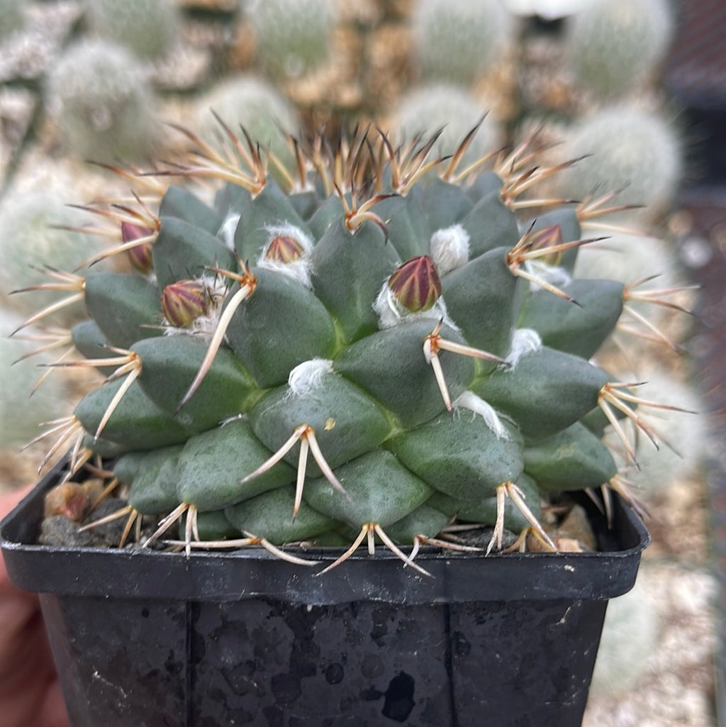 Mammillaria krameria