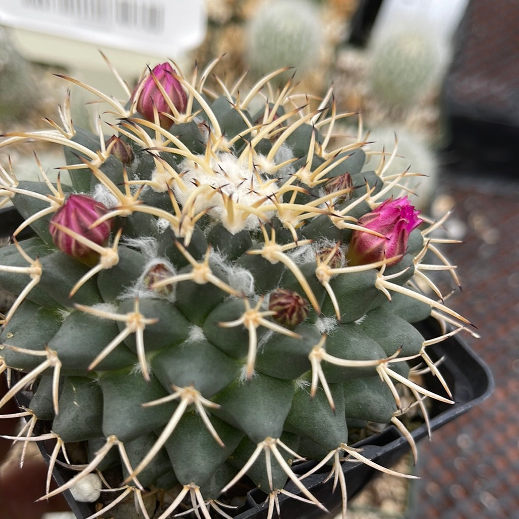 Mammillaria krameria