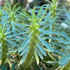 Euphorbia loricata