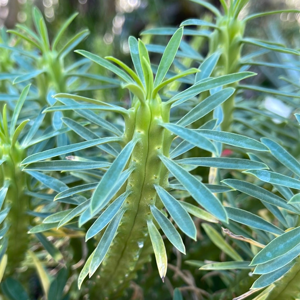 Euphorbia loricata
