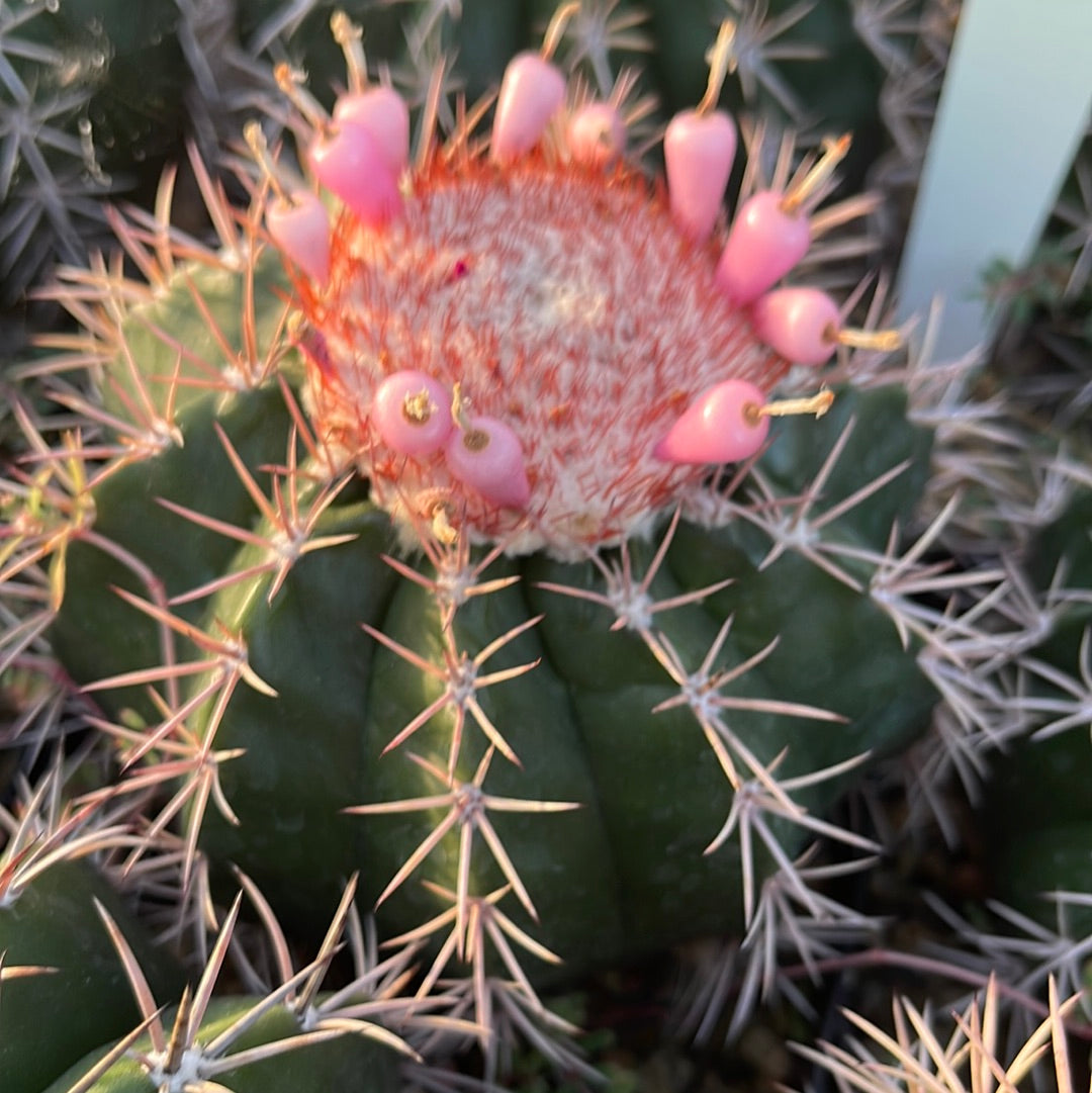 Melocactus violaceus with cephalium