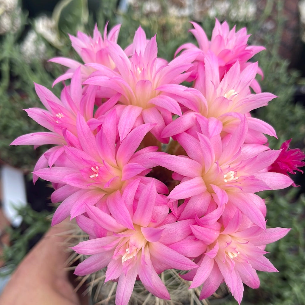 Neoporteria coimasensis