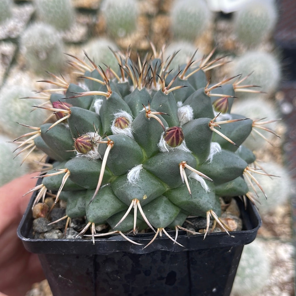 Mammillaria krameria