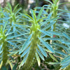 Euphorbia loricata