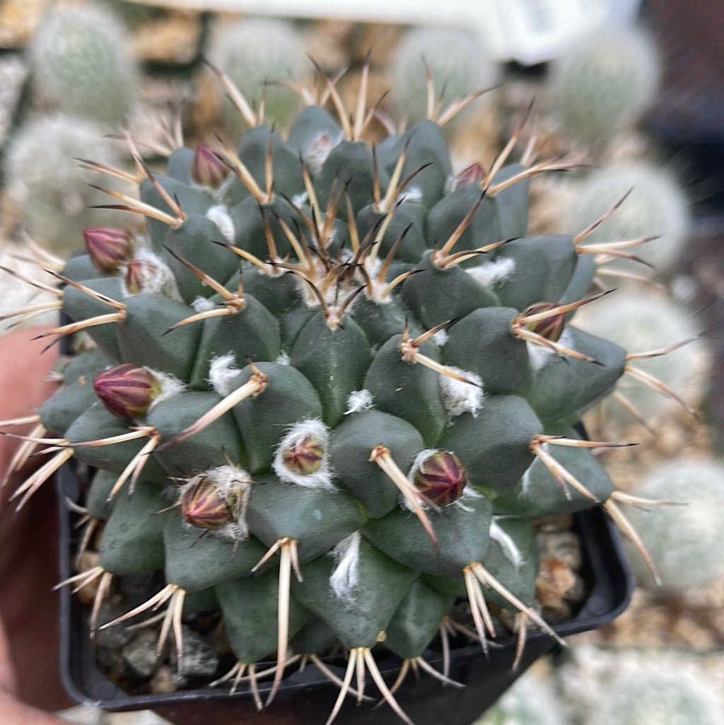 Mammillaria krameria