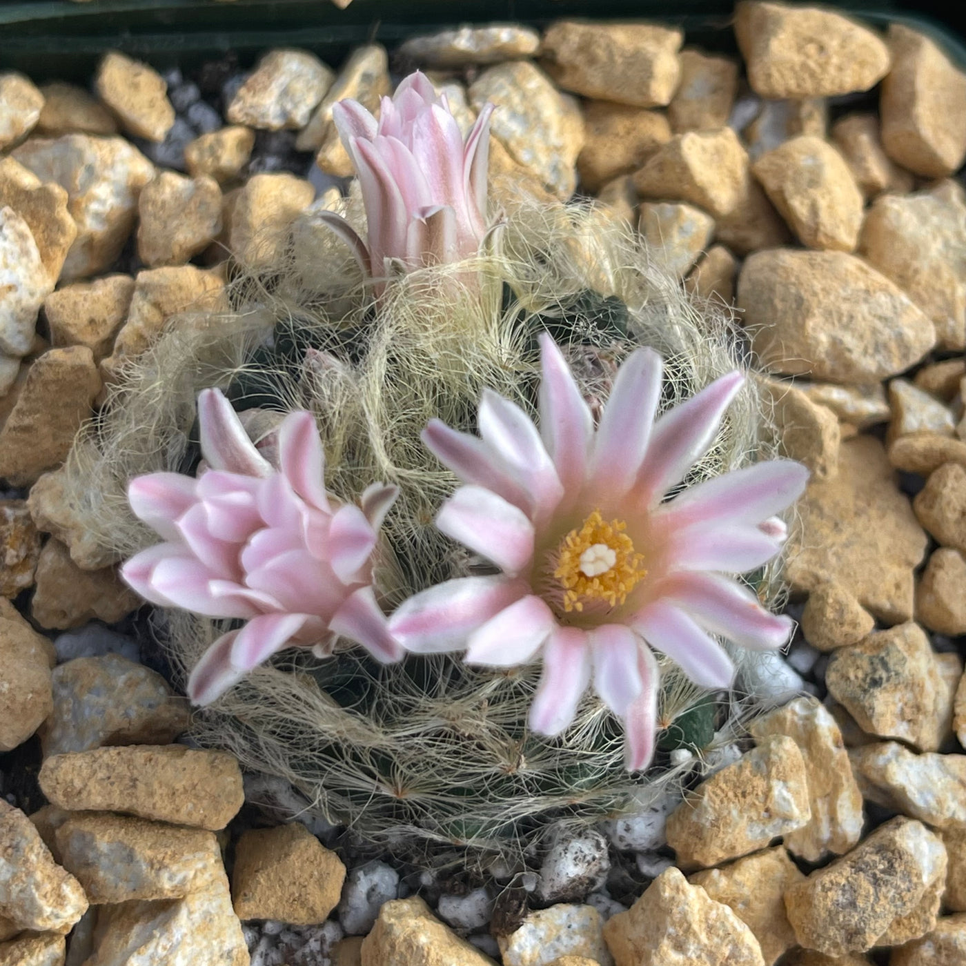 Mammillaria aureilanata