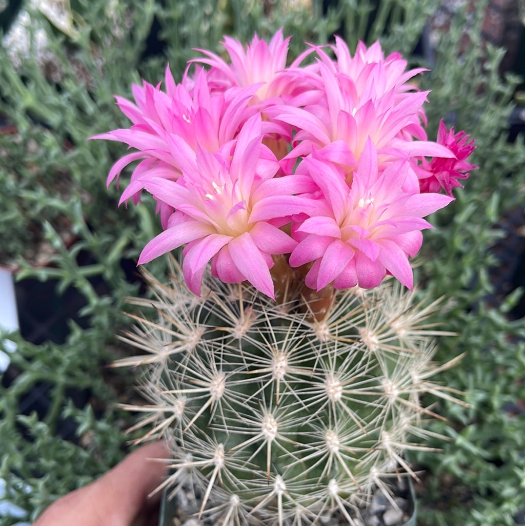 Neoporteria coimasensis