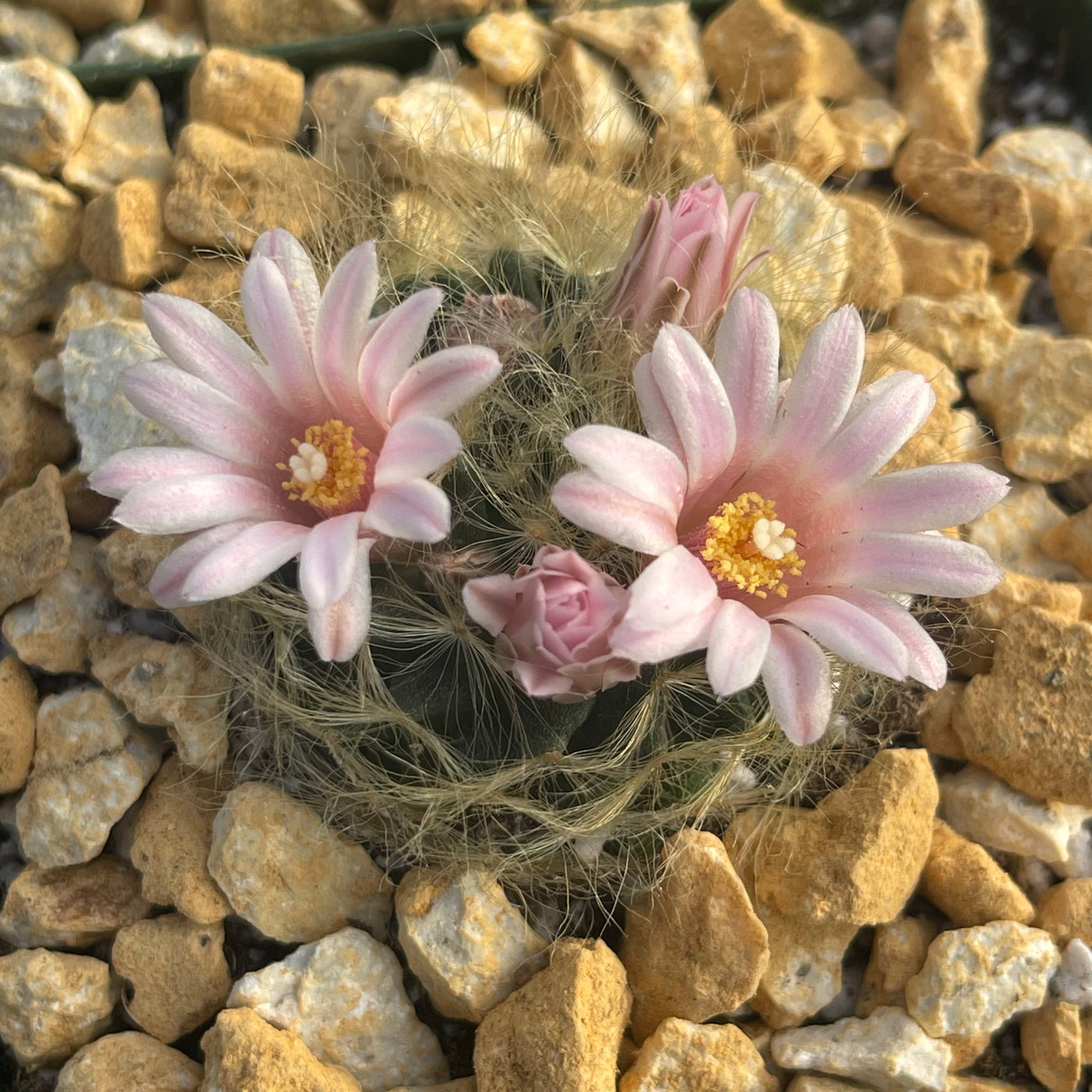 Mammillaria aureilanata