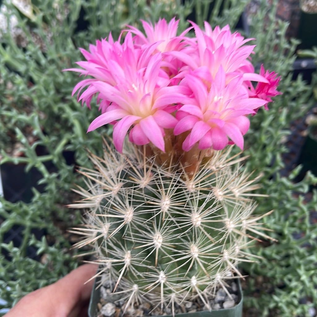 Neoporteria coimasensis