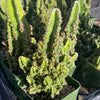 Fairy Castle Cactus - Acanthocereus Tetragonus Monstrose