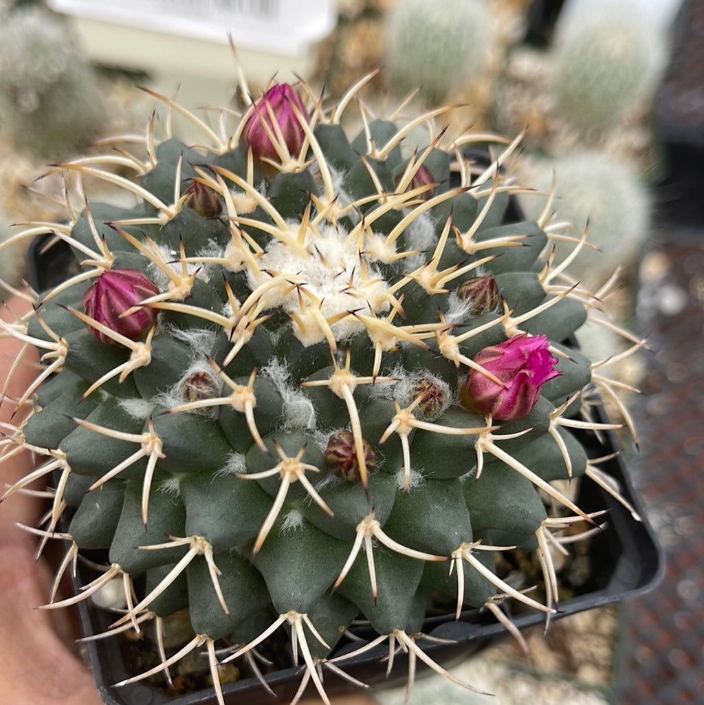Mammillaria krameria